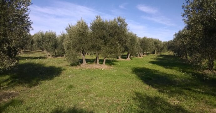 Photo d'une oliveraie centenaires avec des oliviers à quatre pieds