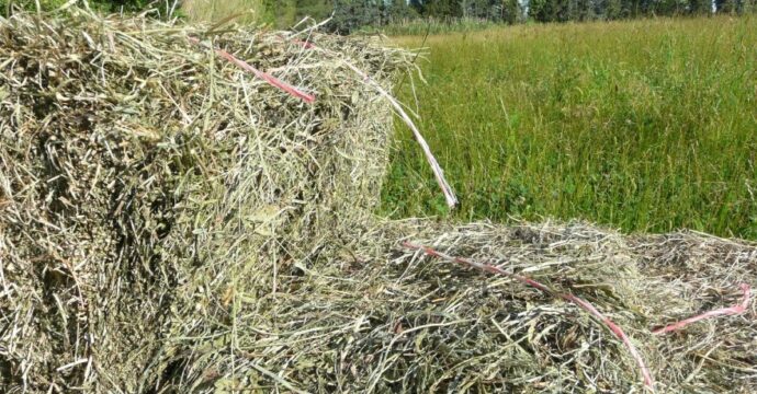 Photo d'une botte de foin de Crau avec un champs en arrière plan