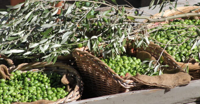 Photo d'un vieux chariot avec des corbeilles remplies d'olives vertes (copyright) Barbara Braun