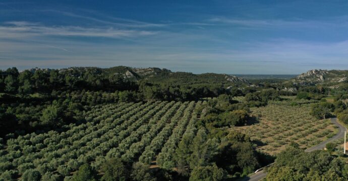 Photo panoramique montrant plusieurs oliveraies et la chaîne des Alpilles