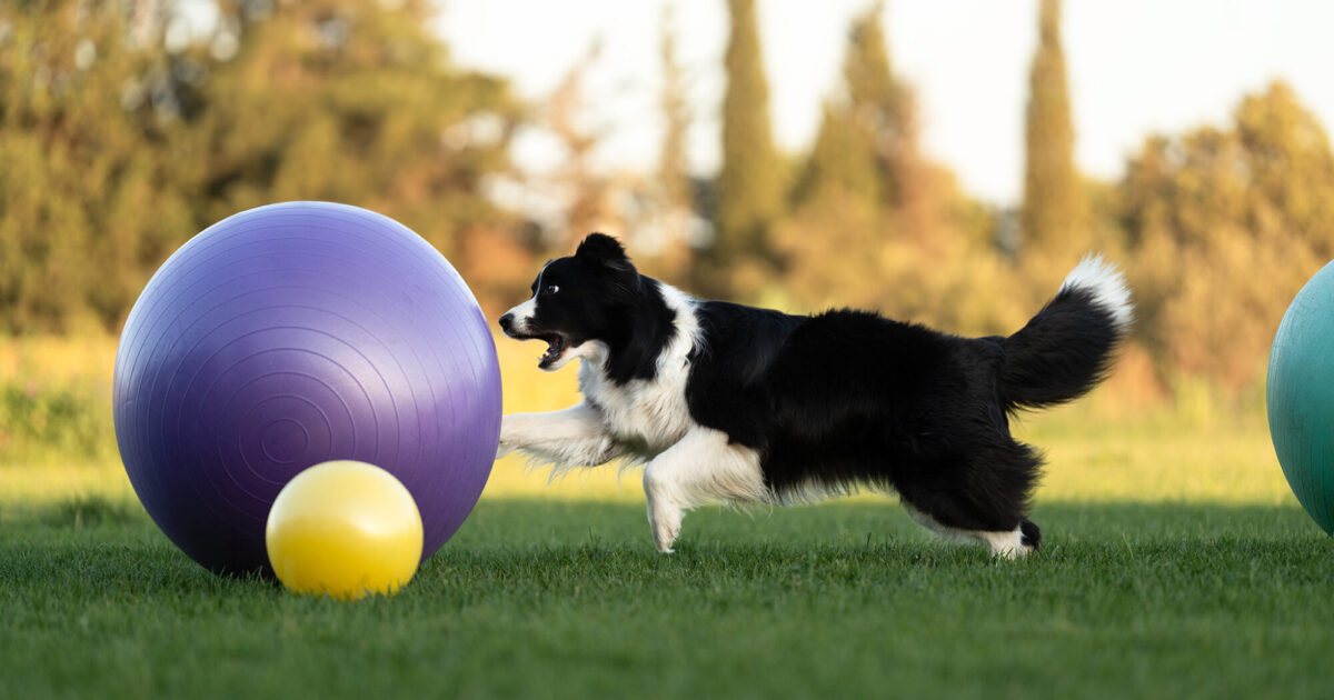 Photo d'un chien avec deux grands ballons courant dans une prairie